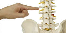 orthovative training